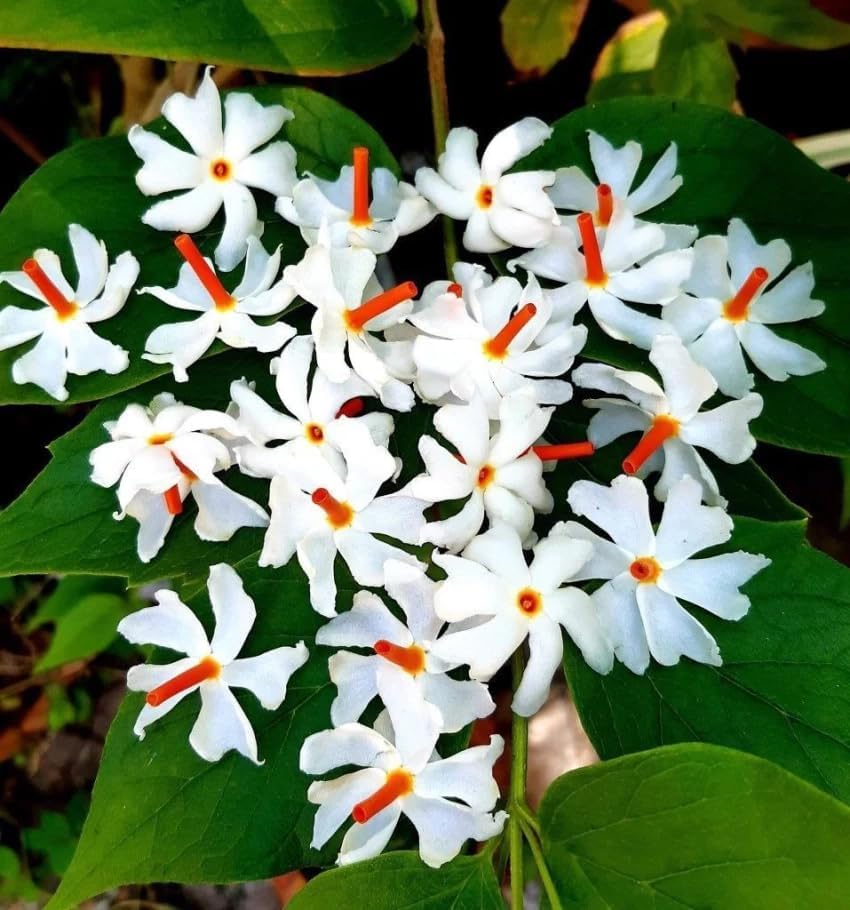 Image of Bigreen 12 Months Flowering Harsingar Live Plant | Baromasi Parijat Tree with Fragrant Night Blooms | Night Jasmine Queen Plant for Home Garden, Balcony & Outdoor Decor (Pack of 1)