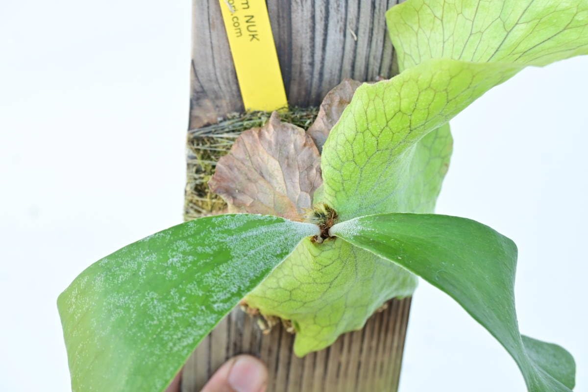 Amazon.co.jp: P.NUK (P.andinum × P.stemaria) @bikamori.com ヌーク