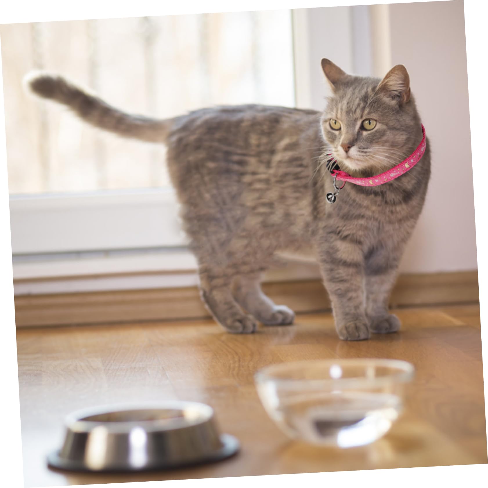 Toddmomy 15pièces Colliers Réfléchissants pour Chats Colliers Confortables avec Clochette Neck Circles Décoratifs pour Chats