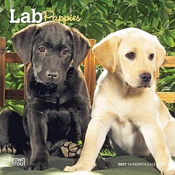 Amazon Com Labrador Retriever Calendar 2021 Black Dog Breed Calendar Wall Calendar 2020 2021 Office Products 2021 akc labrador calendar