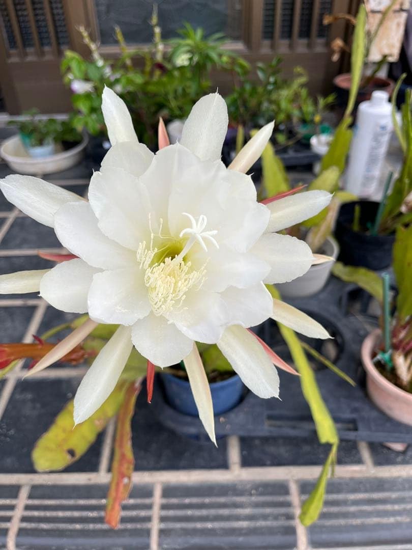 れいちやん 孔雀サボテン 白 ①② Amazon｜孔雀サボテン苗 白｜観葉植物 オンライン通販