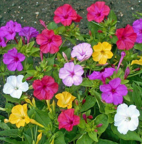 Non GMO Four O'Clock Mix Flower Seeds Mirabilis Jalapa (1 Lb) 6,000 Seeds
