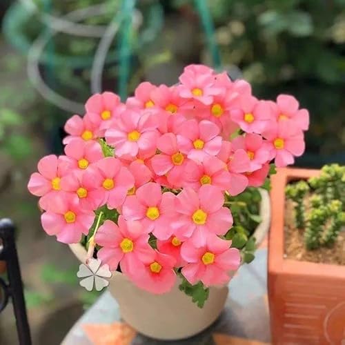 Oxalis Iron Rubra Bulbs 2-6 Bulbs(10G) Good Luck Plant Fast Growing Year Round Color Indoors Or Outdoors For Plant Deco #TOP1