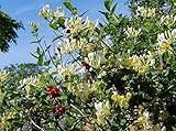 Lieferumfang: 1 Set Samen. PLAT FIRM GERMINATIONSAMEN: LONICERA PERICLYMENUM\