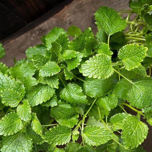 semi di melissa, esotiche resistenti di melissa perenne di selvatici perenni resistenti da giardino tappezzanti di medicinali 1000pcs
