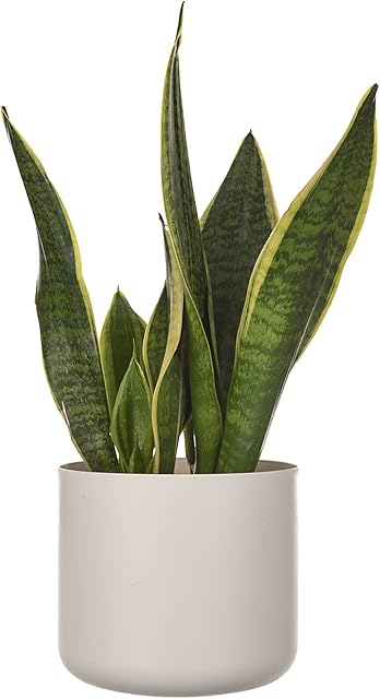 LIVIVO Flower and Plant Pots Plain Round Design Weather Resistant Indoor Outdoor Use Durable Plastic Modern Decorative Perfect For Kitchen Home Garden Patio Herbs (White, 1)