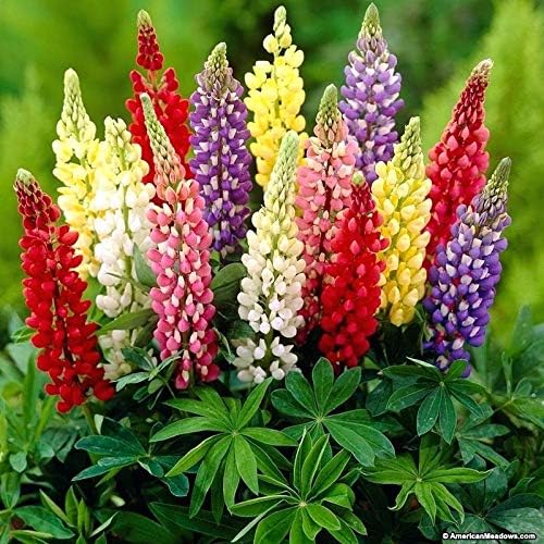 Seeds Lupin Florida Mix Giant Flower Perennial Outdoor Garden Cut Flowers for Planting Non GMO