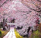 8 x JAPANESE SAKURA FLOWERING CHERRY Tree Seed - Prunus serrulata Seeds - Cherry Blossom - Zones 5 - 8 - By MySeeds.Co