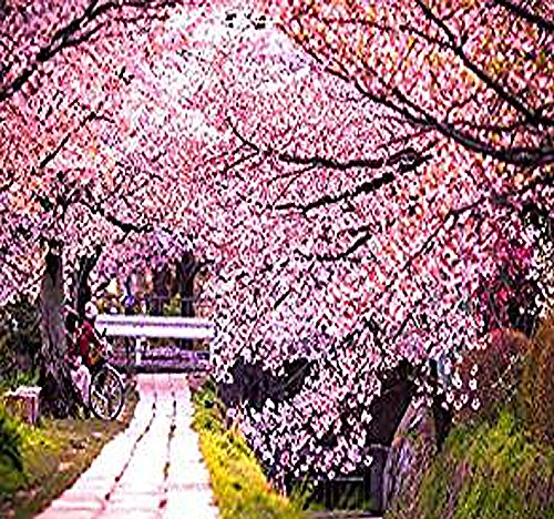 8 x JAPANESE SAKURA FLOWERING CHERRY Tree Seed - Prunus serrulata Seeds - Cherry Blossom - Zones 5 - 8 - By MySeeds.Co 8 x JAPANESE SAKURA FLOWERING CHERRY Tree Seed - Prunus serrulata Seeds - Cherry Blossom - Zones 5 - 8 - By MySeeds.Co