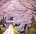 8 x JAPANESE SAKURA FLOWERING CHERRY Tree Seed - Prunus serrulata Seeds - Cherry Blossom - Zones 5 - 8 - By MySeeds.Co