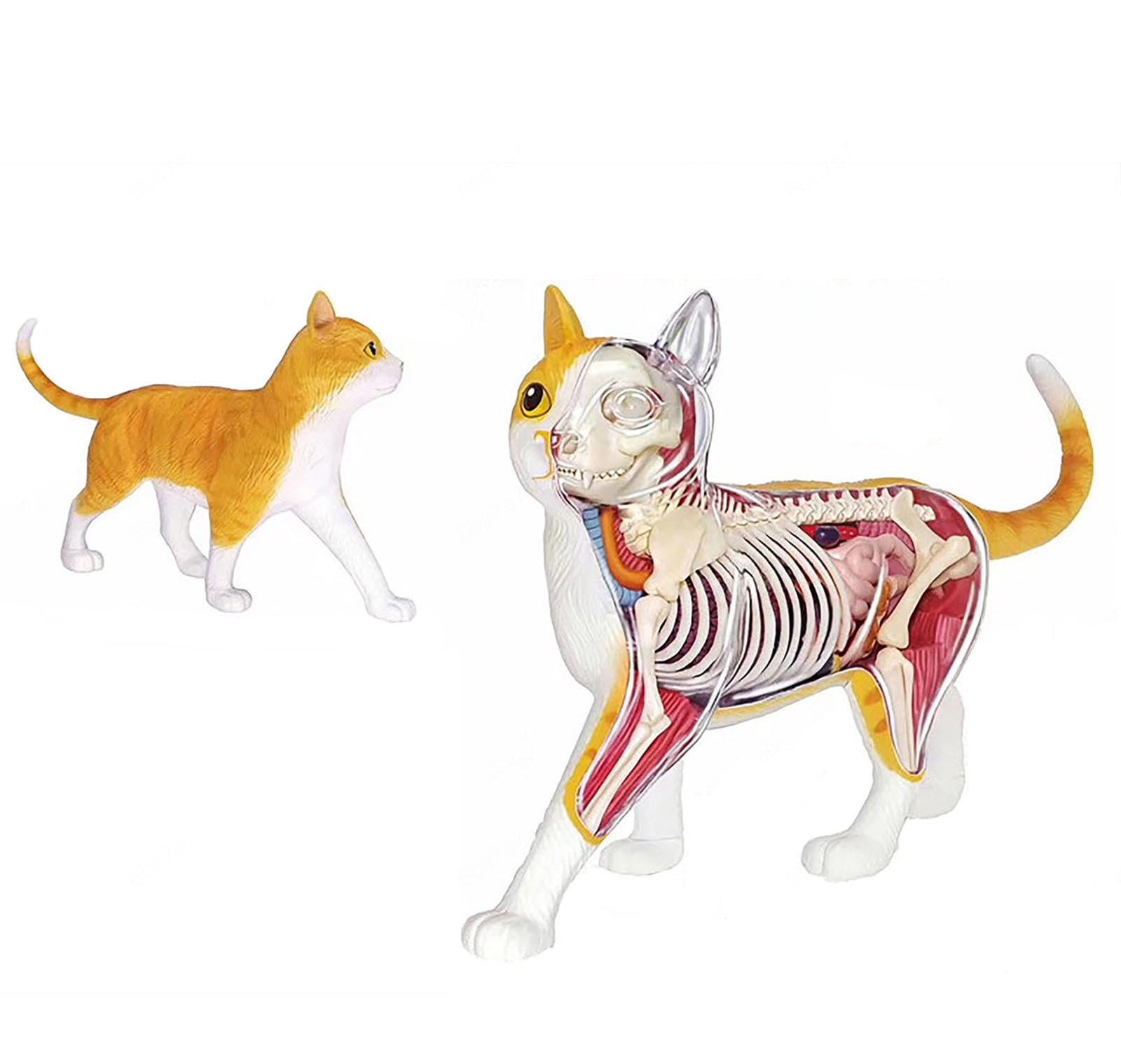 SORECI 4D Orange Tabby Cat Skeleton & Anatomy Model Kit - Quality Collectible with Fully Detachable Organs and Body Parts, 28 Parts for Animal Teaching Demonstration