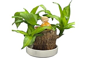 Brazilian Lucky Plant: Symbol of Prosperity and Good Fortune