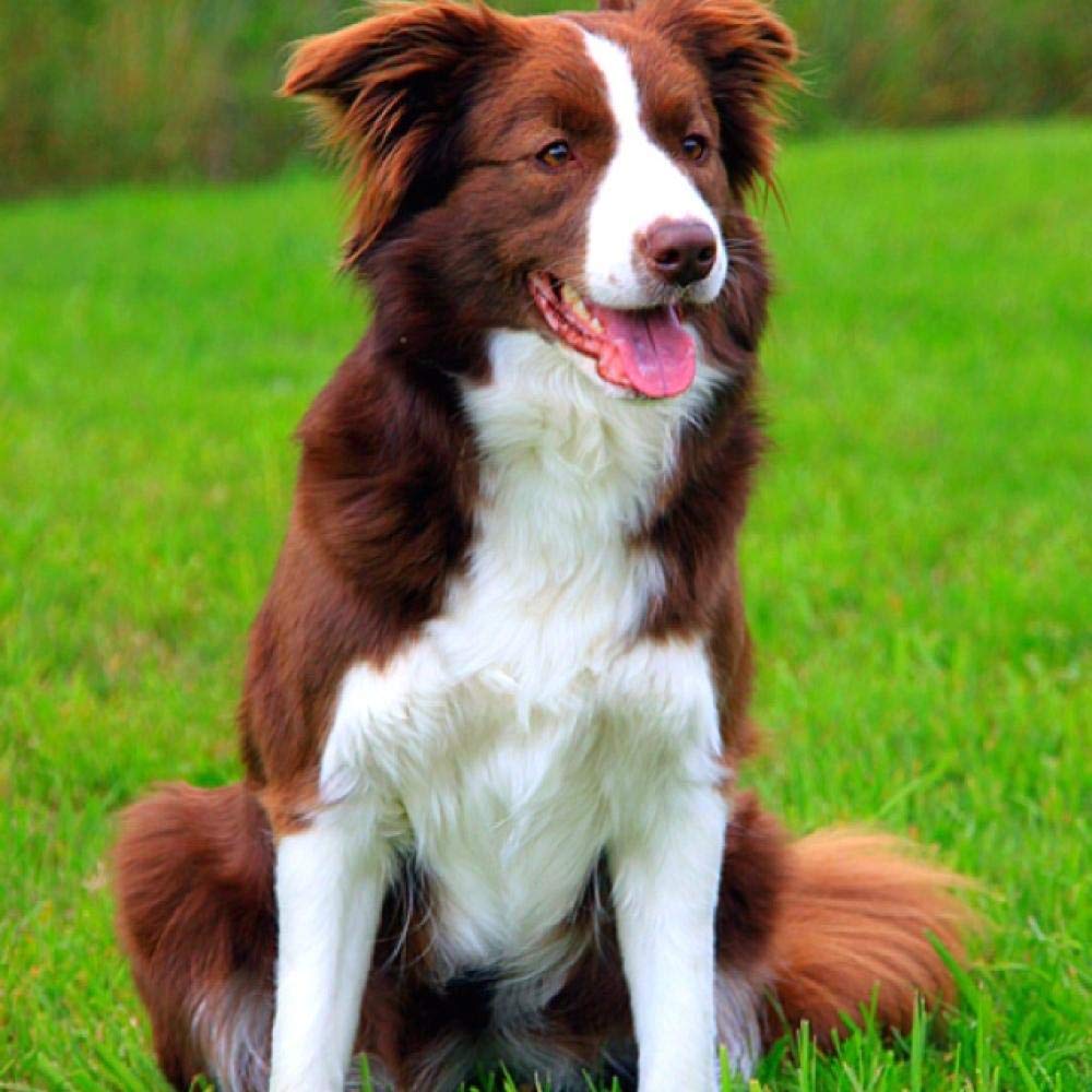 Nprzm H155 Diamond Painting Kits For Adults, Kids Brown Dog Border Collie Diy 5D Diamond Painting Arts Craft For Home Wall Decor Birthday Gifts 40X50cm