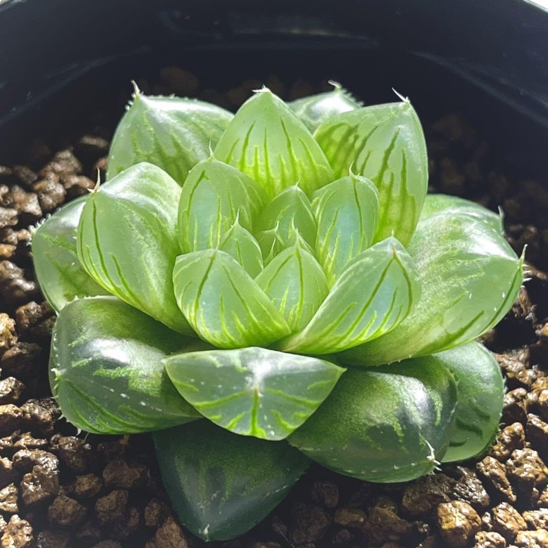 42d ハオルチア　多肉植物　温玉コレクタ　自家繁殖 ハオルチア 玉扇 道長 Haworthia 多肉植物 | Bios Plants