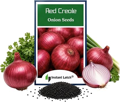 250 Red Creole Onion Seeds for Planting Non GMO Heirloom Seeds Fresh Garden Seed