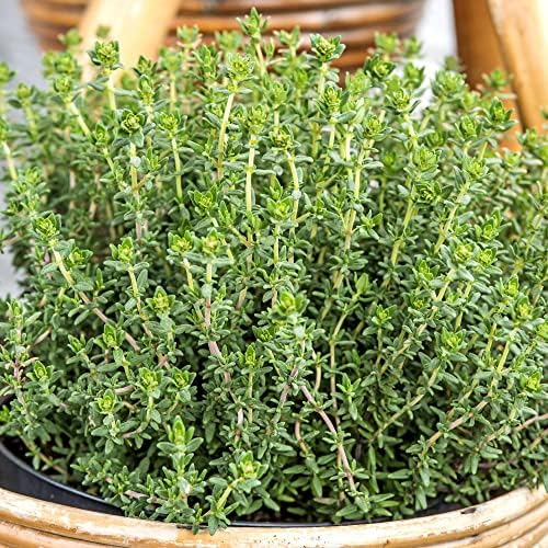 Common Thyme Herb Thymus Vulgaris Hardy Perennial Evergreen Aromatic Leaves Pink Blooms Easy tp