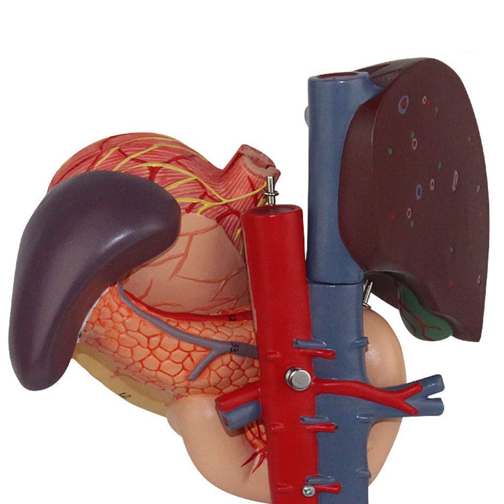 Section Duodénale Hépatopancréatique Modèle Anatomie du Corps Humain Aide Éducative Et Éducation