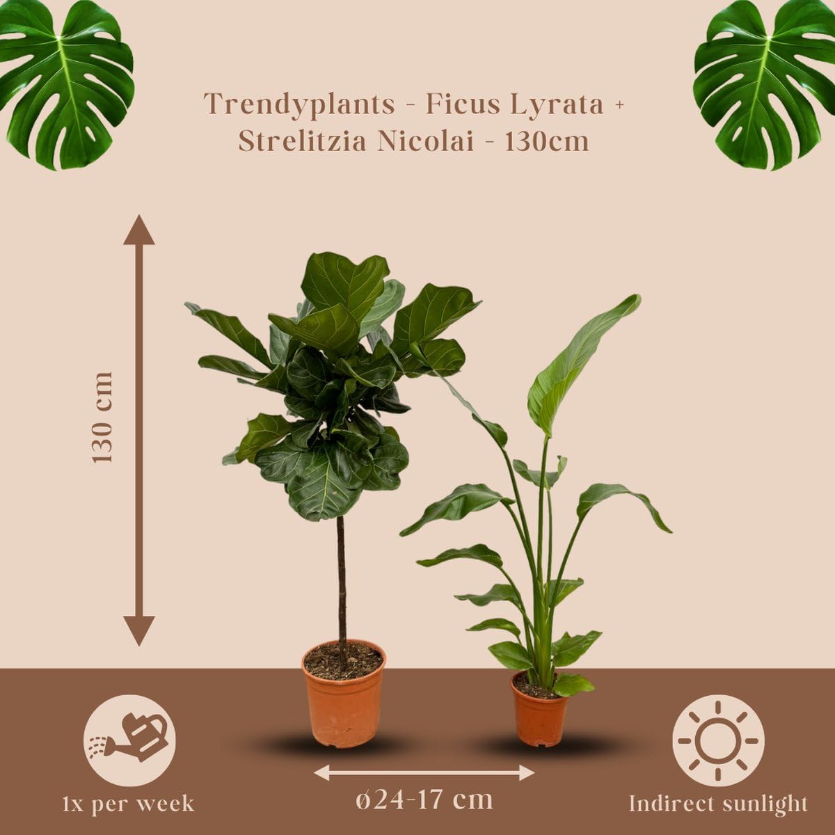 Trendyplants Strelitzia Nicolai, 130 cm,  17 cm, Trunk Ficus Lyrata, 130 cm,   24 cm : Amazon.com.be: Home & Kitchen