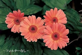 (未使用･未開封品)　MARUMI マクロフィルター 67mm DHGマクロ3 67mm クローズアップレンズ 近接撮影用 日本製 sdt40b8 ヨドバシ.com - マルミ光機 MARUMI DHG マクロ3 67MM [マクロ