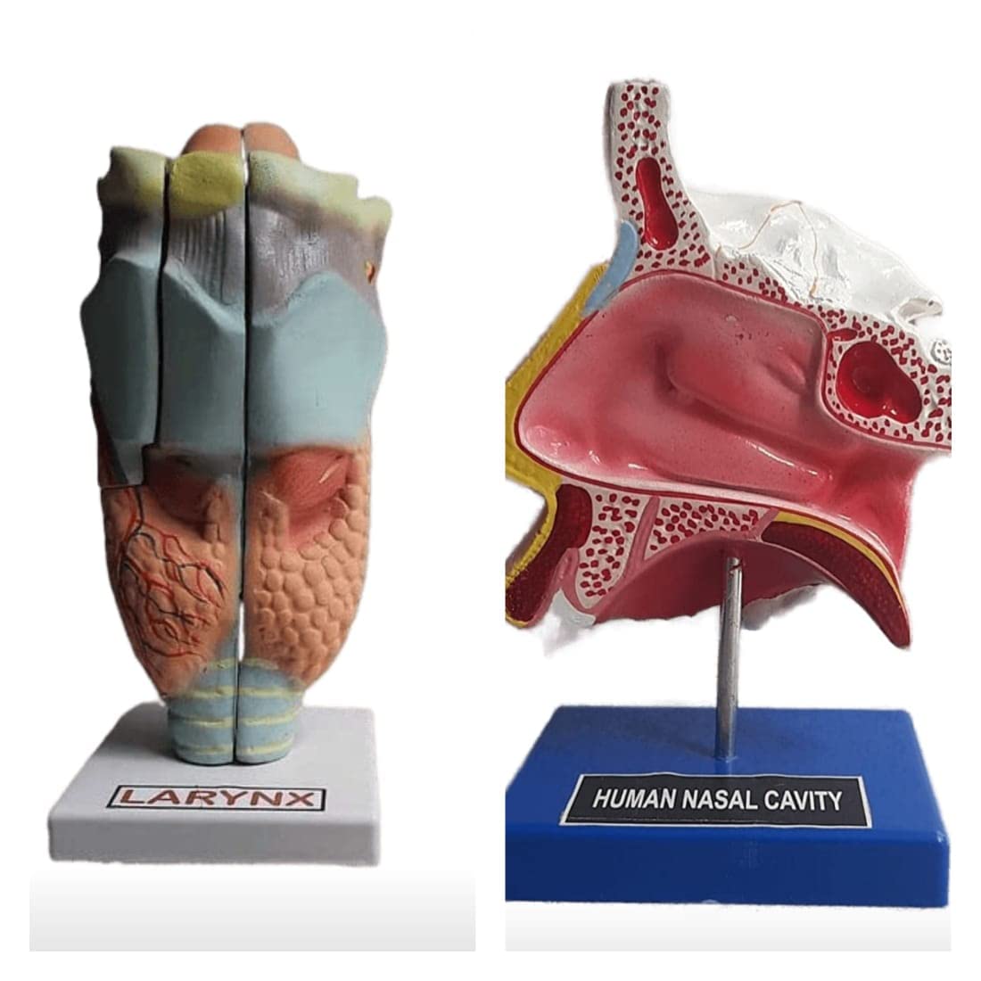 Paul Scientific Works Human Anatomical model set (Larynx and Nose Model/nasal cavity) (B0B6CHYZ64) Amazon Price History, Amazon Price Tracker