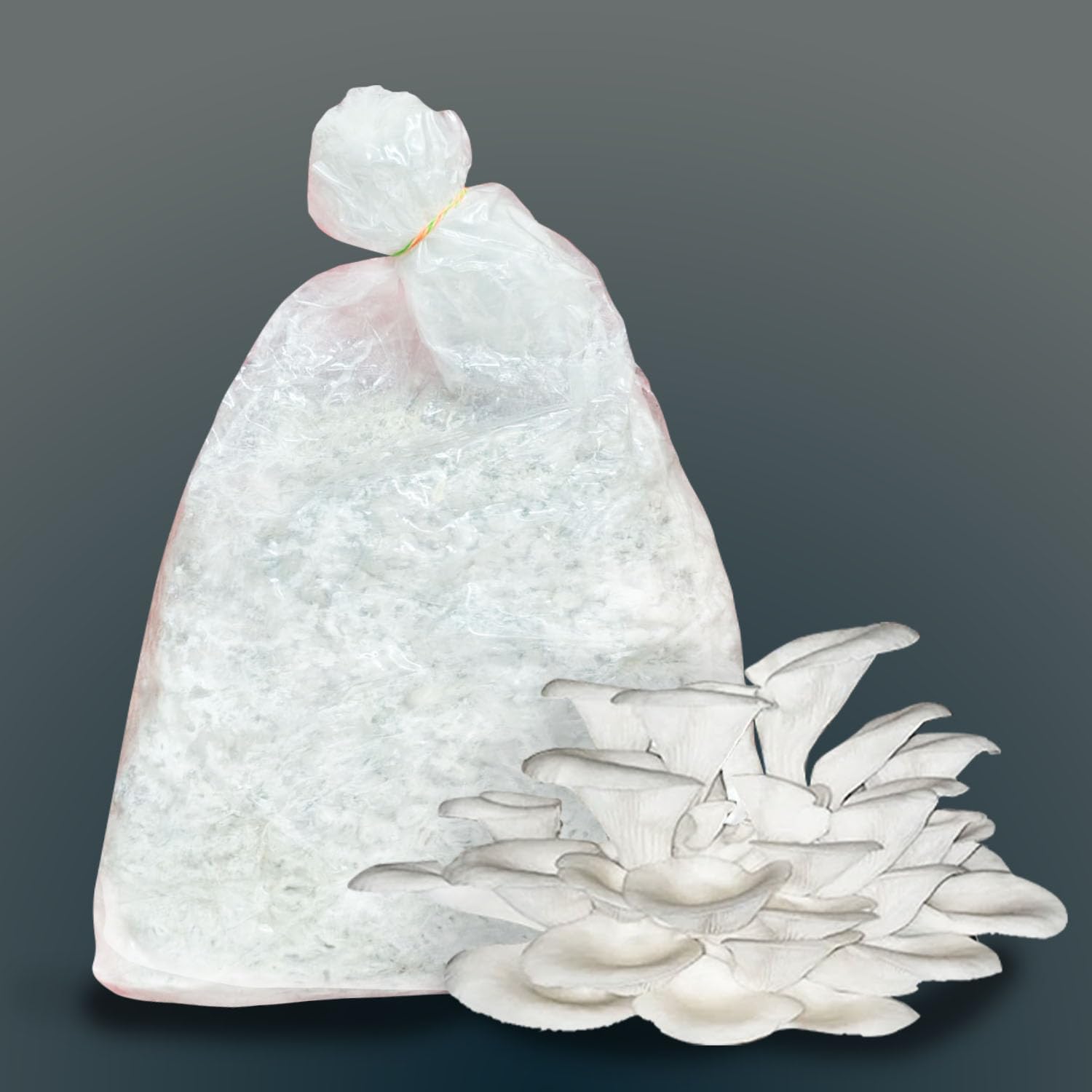 Gachwala Winter Season Oyster Mushroom Spawn Kit - 200gm Oyster Mushroom Seeds/Spawn + PP Bag for Growing Mushrooms at Home