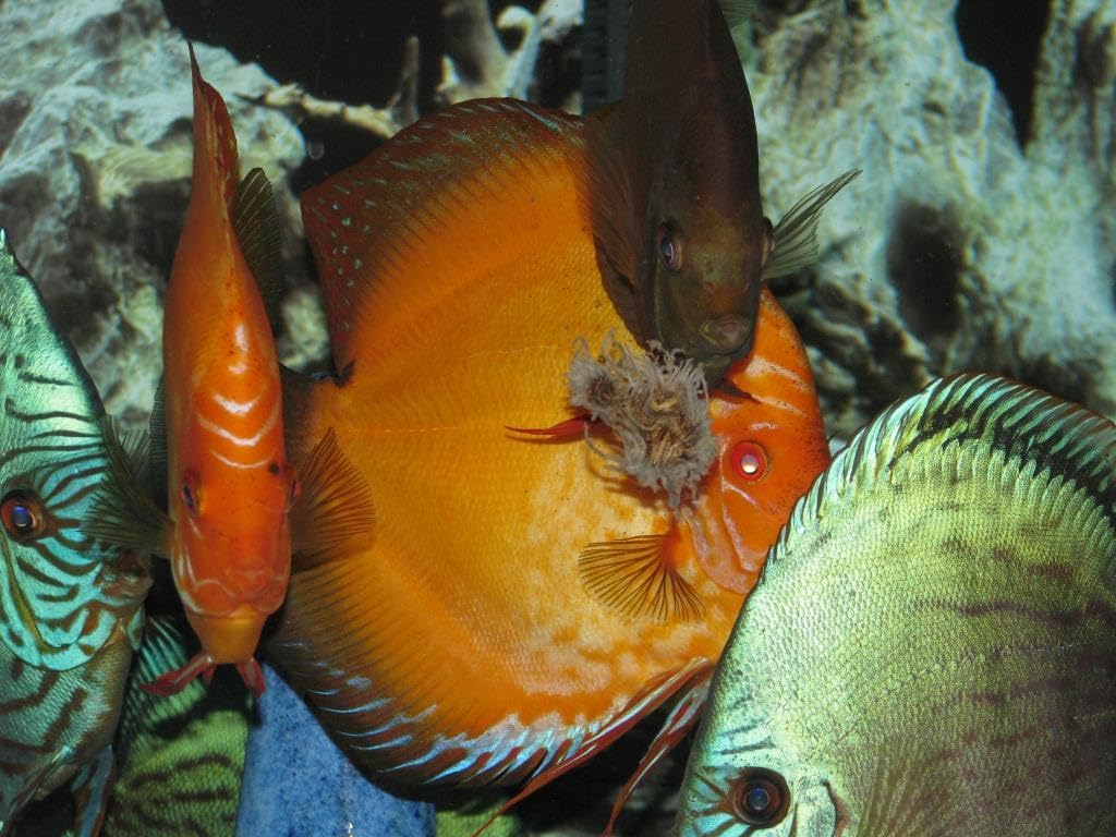 Aquatic Foods Inc. Freeze Dried California Blackworms with Color Enhancing Bits for Discus, Cichlids, California Farmed & Freeze Dried, NOT Imported from Mexico...100grams