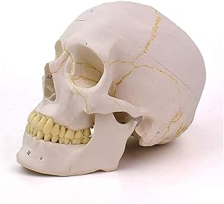 Study Model Life Size Human Skull Model Human Adult Skull Anaical Model Removable Skull Model for Demonstration Science Experiment Teaching Tool,A (Color : A) SaiFei