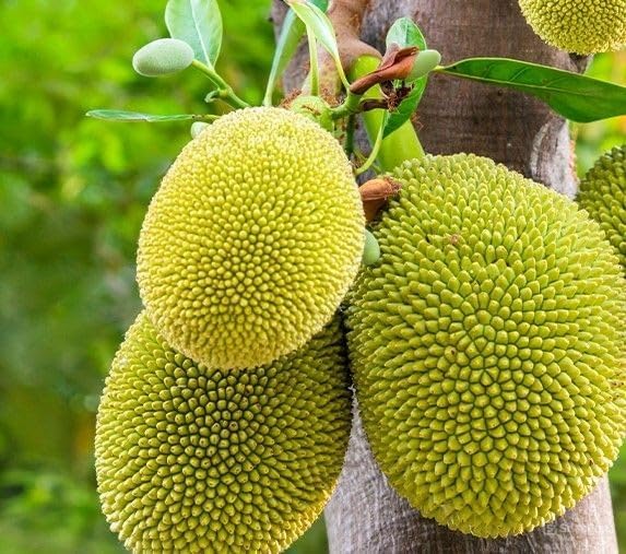 Image of All-Time12 Months Hybrid Grafted Guti Kolom Live Fruit Plant Original & Authentic Organic for Outdoor Fast-Growing Fruit Plant Home Pack Of-1 (Vietnam Early Green Jackfruit Plant Pack of -2, Medium)