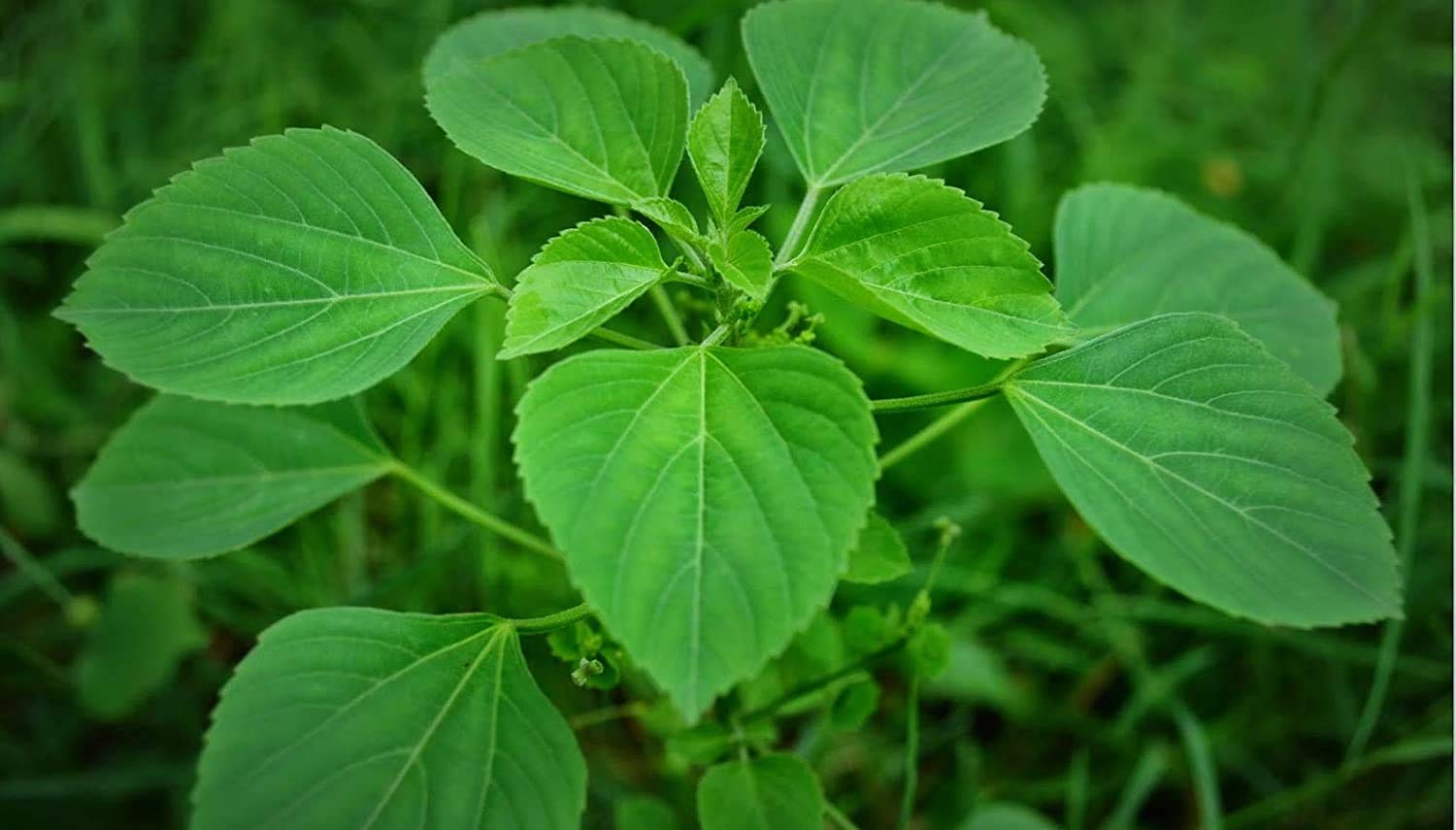 Sree Madhava Sai Organics Acalypha Indica/Indian Mercury/Indian Copperleaf/Kuppaimeni Leaves Powder - 50 Grams 3