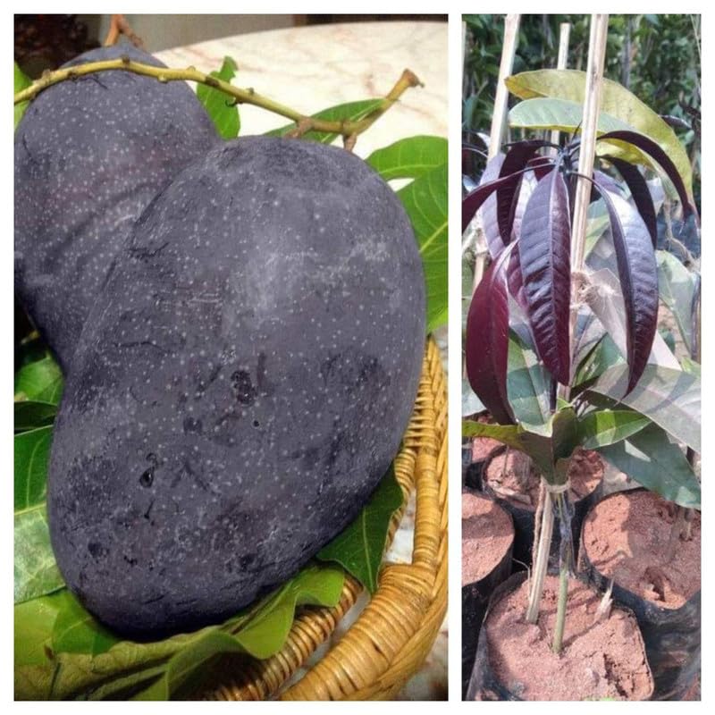 Mango Fruit Tree plant Hybrid Black Stone Japanis Mango Tree plant STAR PLANT