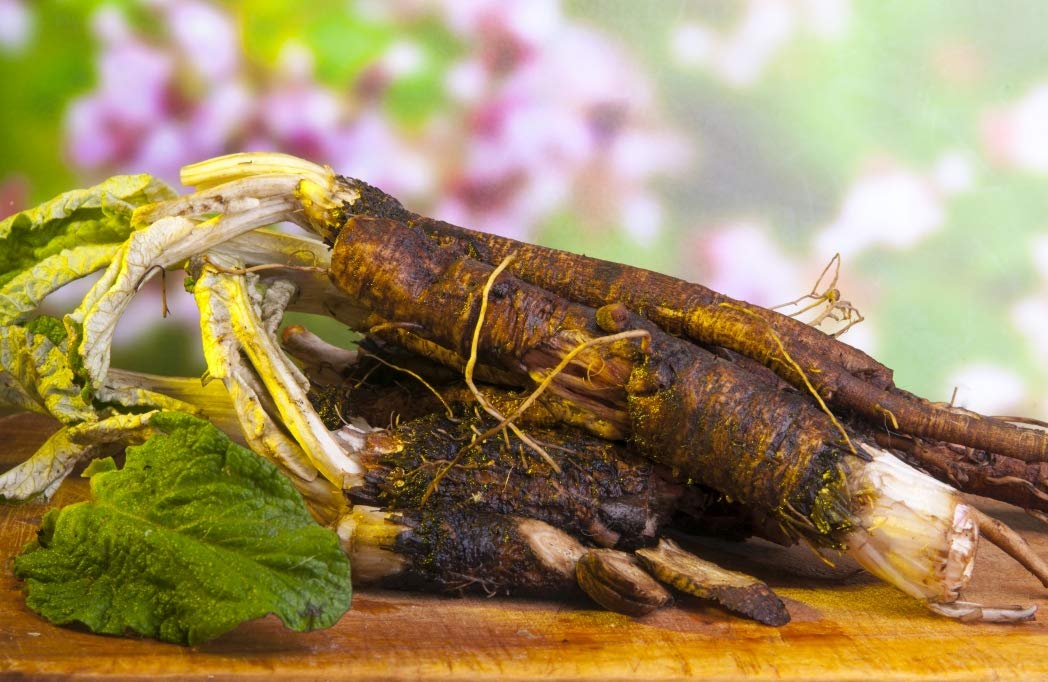 Health Embassy Burdock Root | Arctium Lappa L | 100% Natural Herbal Tea (50g)