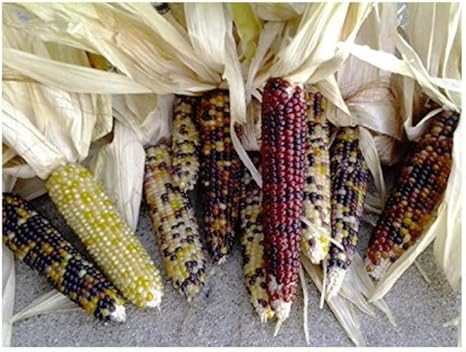 Amazon Com Mini Decorative Indian Corn 12 Per Order Home Kitchen