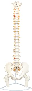Axis Scientific Full Size Ultra Flexible Spine Model with Removable Femur Heads - Comprehensive Spine Anatomy Model with Nerves, Includes Full Color Product Manual