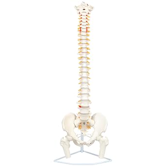 Axis Scientific Full Size Ultra Flexible Spine Model with Removable Femur Heads - Comprehensive Spine Anatomy Model with Nerves, Includes Full Color Product Manual