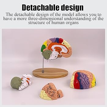 Human Brain Anatomical Model, 1:2 Medical Human Brain Model