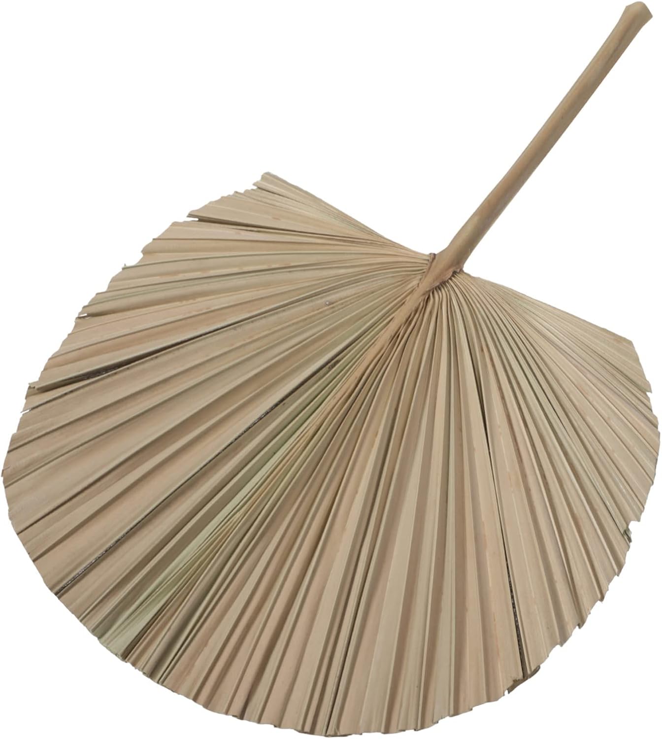 Veemoon 2pcs Dried Palm Leaf Decor Natural for Weddings Home Parties and Art Displays for Flower Arrangements and Window Decor Easy to Care