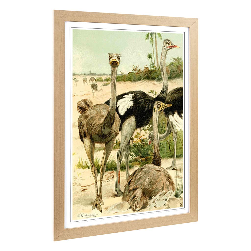 Big Box Art Framed Print of Vintage W Kuhnert Ostriches Design | Wall Art Picture | Home Decor for Kitchen, Living, Dining Room, Bedroom, Hallway, Office, Oak, A2 / 24.5x18 Inch / 62x45cm