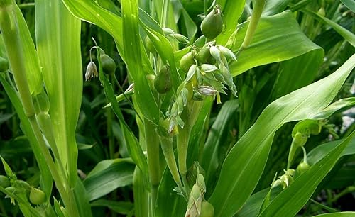 Miniatura 2 de Semillas Coix Mijo Lágrimas de Trabajo Flores Anuales
