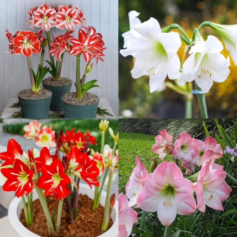 Amarlily Double Flower Bulbs Hybrid Amaryllis Lily Flower Bulbs for Home Gardening Balcony Terrace Pots Planters Multicolor Flowering Bulbs Pack of 5 AP 999-image-15