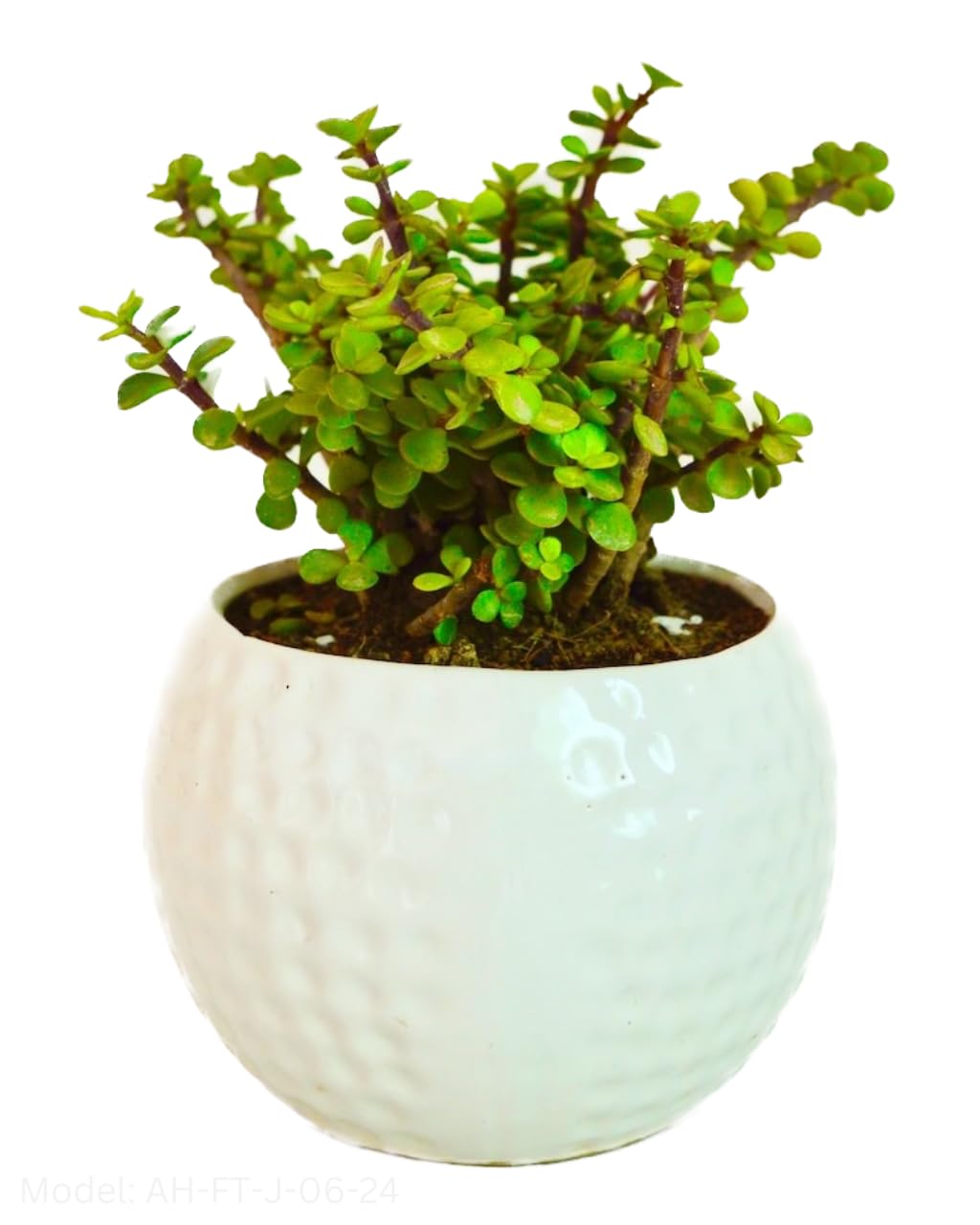Abana Homes Jade Plant - Bonsai Plants for Home Indoor Live - in Beautiful White Ceramic Pot (B07D5Z44ZR) Amazon Price History, Amazon Price Tracker