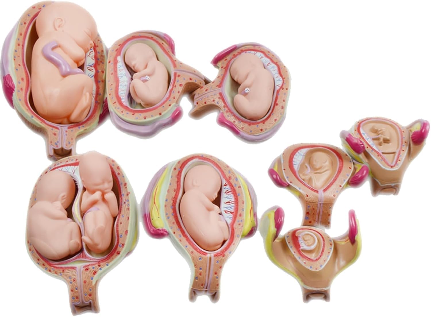 GTHTUHFD 8Pcs Anatomy Model Uterus Fetal Development Model Embryo Development Model Set Human Embryonic Development Nurse Study Model With Removable Parts