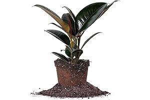 6in. Grower's Pot Burgundy Rubber Plant