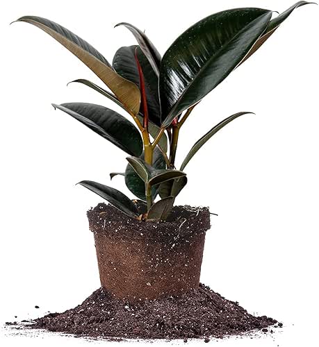 PERFECT PLANTS Rubber Plant Ficus Elastica 'Burgundy' in 6in. Grower's