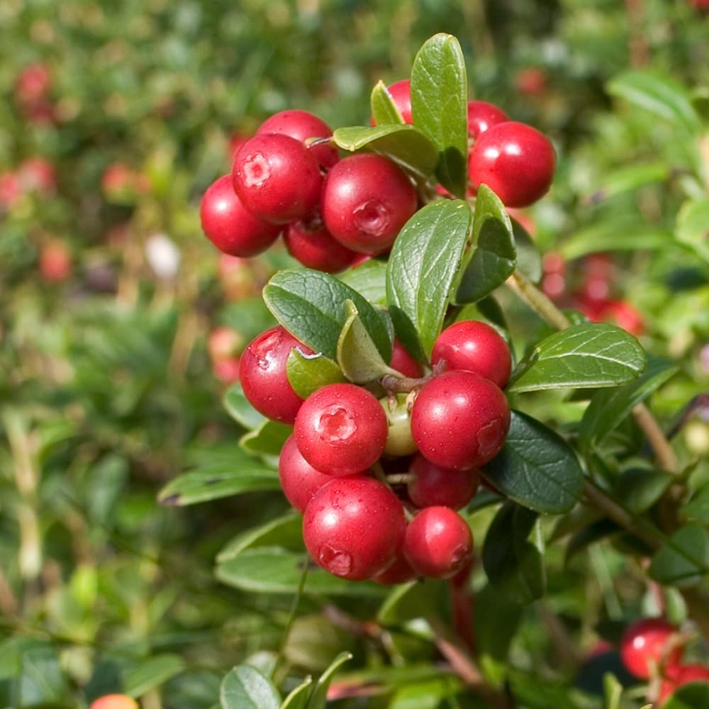 Red Lingonberry Plant, Live Red Lingonberry Starter Plant, Live Lingonberry Bush Plants, 4 to 6 Inch Tall