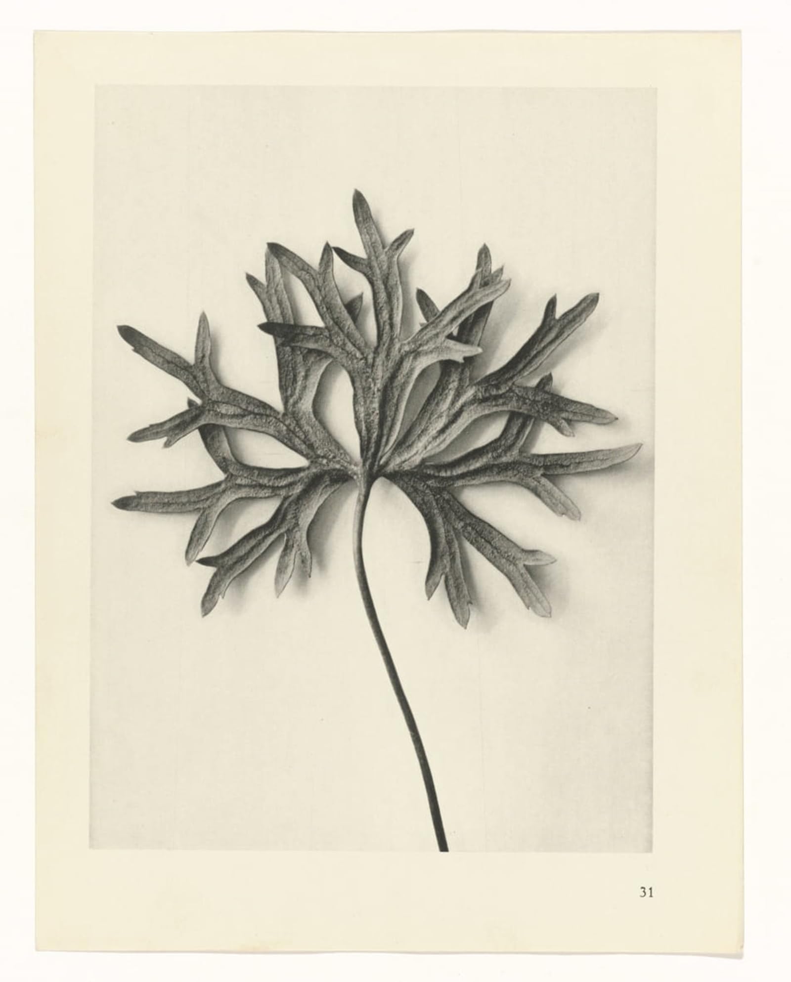 ARTXLXXBN Famous Art Print Poster Vintage Wall Art Botanical Picture Painting Canvas Art Photographic Images Plants by Karl Blossfeldt Canvas Art Poster for Home Decor 60x90cm