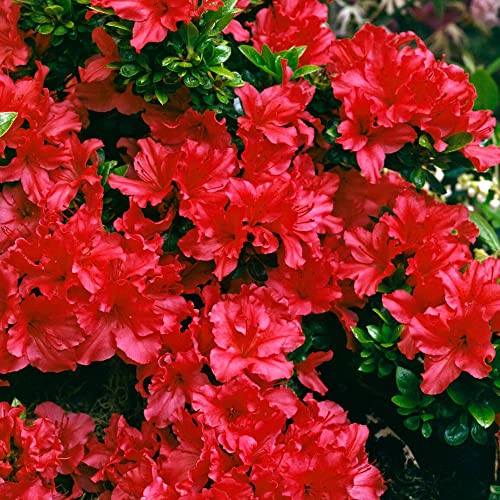 Azalea Japonica Plant - Red | Bushy Evergreen Hardy Flowering Outdoor Garden Shrubs | Pack of 2 9cm Pots