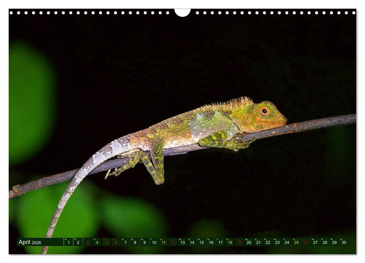 Borneo - Tierparadies Regenwald (Wandkalender 2026 DIN A3 quer), CALVENDO Monatskalender: Eine tierische Bilderreise durch Borneo (CALVENDO Tiere)