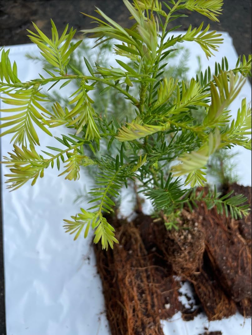 5 Coast Redwood Tree Seedlings- Native, Fast Growing, Animal Habitat (5 Conifer Trees Approx. 1.5 feet in Height)