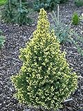 Zuckerhut Fichte Perfecta 40-50cm - Picea glauca - lebende Gartenpflanze aus den Baumschulen