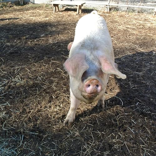 狭い檻の中の母豚、尾を切られる子豚 アニマルウェルフェアを考えよう #984